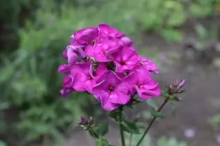 Phlox paniculata 'Purple Rain'