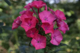 Phlox paniculata 'Pünktchen'