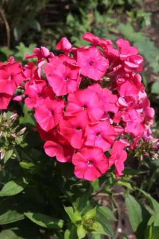 Phlox paniculata 'Red Riding Hood'