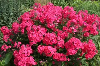 Phlox paniculata 'Red Riding Hood'