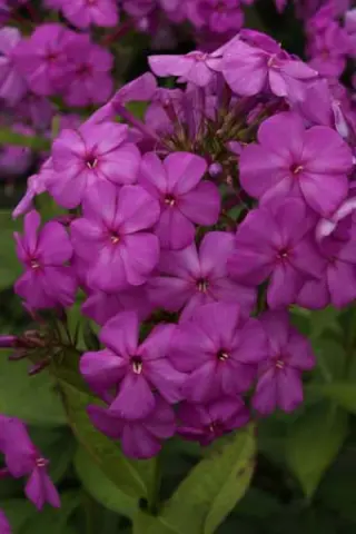 Phlox paniculata 'Robert Poore'