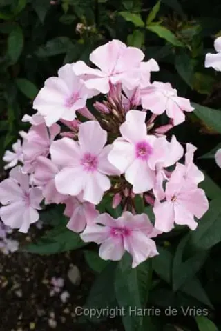 Phlox paniculata 'Rosa Pastell'