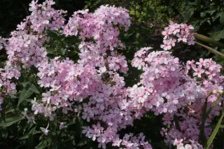 Phlox paniculata 'Rosa Pastell'