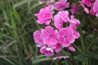 Phlox paniculata 'Russkaja Krasavica'