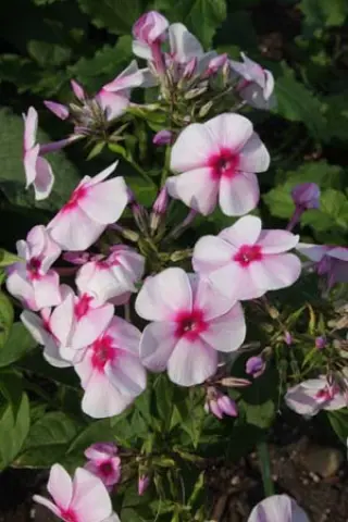 Phlox paniculata 'Rumânyi'
