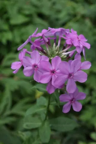 Phlox paniculata 'Sabine'