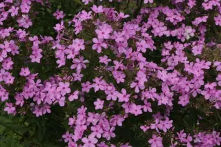 Phlox paniculata 'Sabine'
