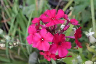 Phlox paniculata 'Septemberglut'