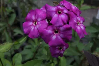 Phlox paniculata 'Shapka Monomakha'