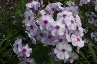 Phlox paniculata 'Soluschka'