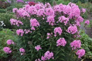 Phlox paniculata 'Sommerlicht'