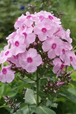 Phlox paniculata 'Spätsommer'