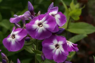 Phlox paniculata 'Uspech'