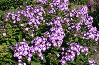 Phlox paniculata 'Uspech'