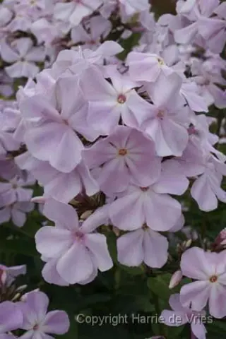 Phlox paniculata 'Utopia'