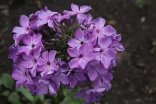 Phlox paniculata 'Violet Flame'