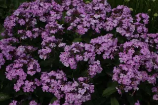 Phlox paniculata 'Violet Flame'
