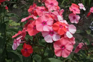 Phlox paniculata 'Vincent Van Gogh'