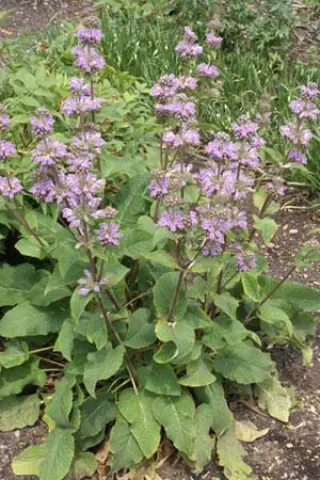 Phlomis pratensis