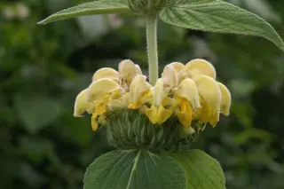 Phlomis russeliana