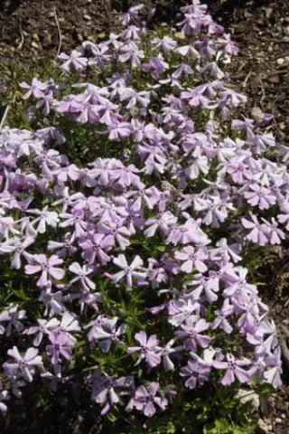 Phlox subulata 'Benita'