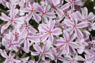 Phlox subulata 'Candy Stripe'