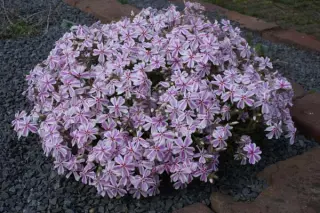 Phlox subulata 'Candy Stripe'