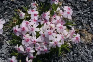 Phlox subulata 'Coral Eye'