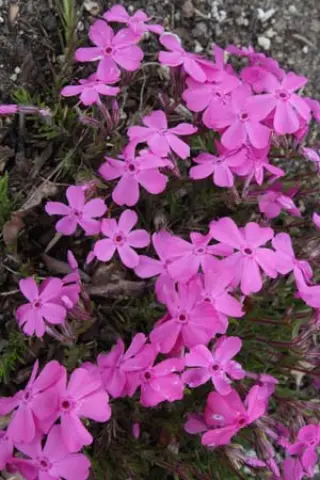 Phlox subulata 'Mc.daniel's Cushion'