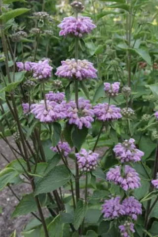 Phlomis taurica