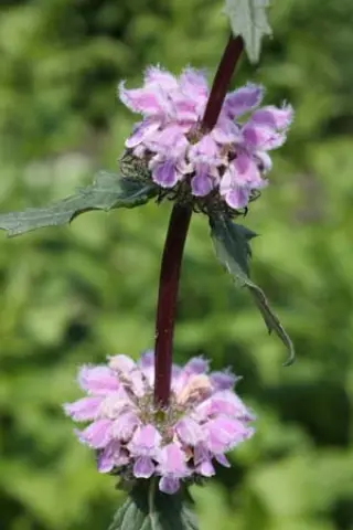 Phlomis tuberosa ex Altai