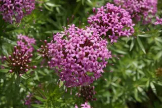 Phuopsis stylosa 'Purpurea'