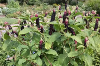 Phytolacca acinosa