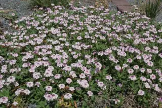 Phyla nodiflora (syn. Lippia nodiflora)