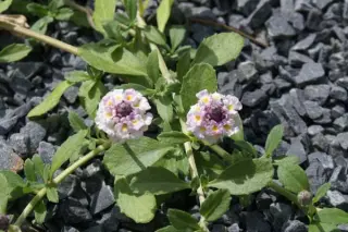 Phyla nodiflora (syn. Lippia nodiflora)
