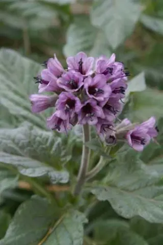 Physochlaina orientalis