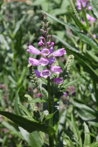Physostegia parviflora
