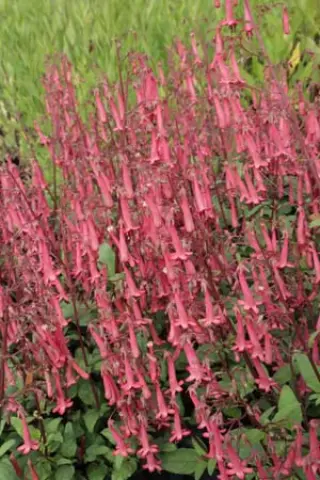 Phygelius x rectus 'African Queen'