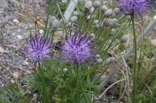 Phyteuma scheuczeri columnae