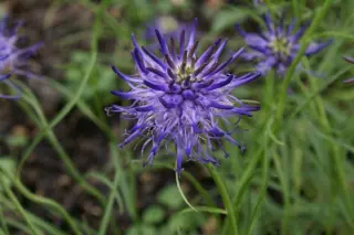 Phyteuma scheuczeri