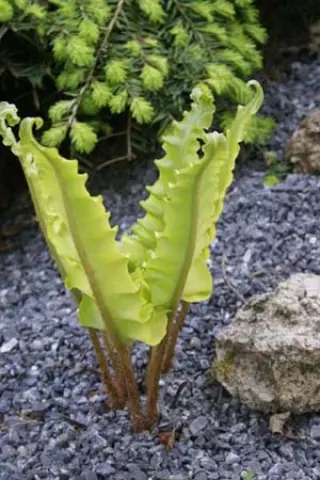 Phyllitis scolopendrium'Crispum Golden Queen'