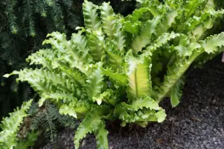 Phyllitis scolopendrium'Crispum Golden Queen'