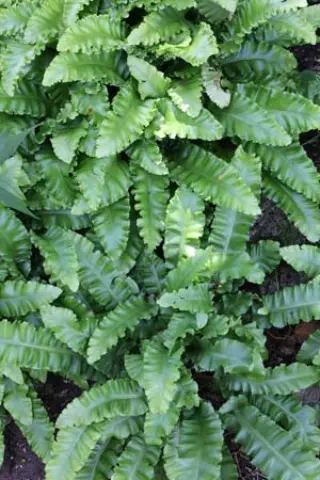Phyllitis scolopendrium 'Crispum Nobile'