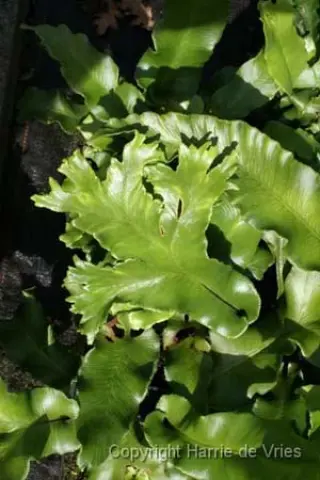 Phyllitis scolopendrium'Furcatum'