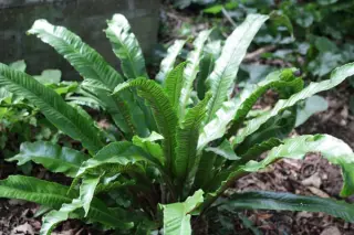 Phyllitis scolopendrium'Undulata'