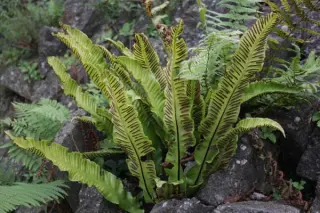 Phyllitis scolopendrium
