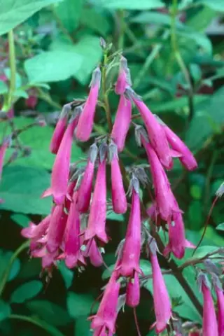 Phygelius 'Sensation'