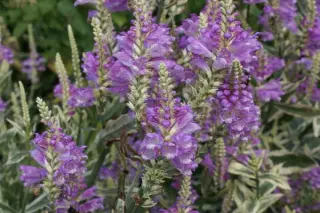 Physostegia virginiana 'Variegata'