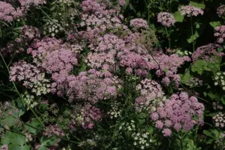 Pimpinella major 'Rosea' (Di Faggio)