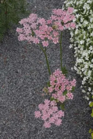 Pimpinella rhodantha